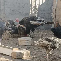 بوقلمون برنز|حیوانات مزرعه|ساوه, |دیوار