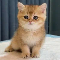 بچه گربه اصیل