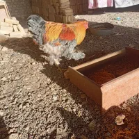 خروس برهما|حیوانات مزرعه|یزد, |دیوار