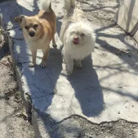 گمشده|حیوانات|ارومیه, |دیوار