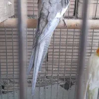 چهار عدد عروس هلندی|پرنده|هشتگرد, قاسم آباد بزرگ|دیوار