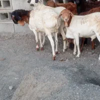 سلام تعدادی بره خوچ سمالی|حیوانات مزرعه|بند زرک, |دیوار