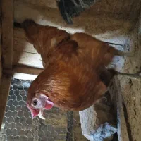 مرغ رسمی تخمگذار جوان
