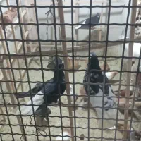 کبوتر سرخ و زرد کرمان|پرنده|مشهد, شهرک امام هادی (شهرک غرب)|دیوار