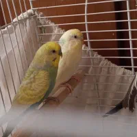 مرغ عشق|پرنده|دماوند, دماوند|دیوار