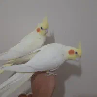 یک جفت عروس هلندی لوتینو مولد|پرنده|فردیس, شهرک راه آهن|دیوار