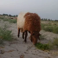 قوچ چاق