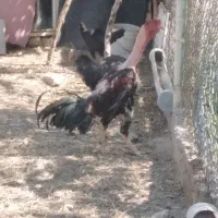خروس لاری سالم