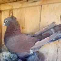 کبوتر راعبی