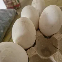 فروش مرغ نر شاخدار