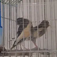 قناری جفت و ماده