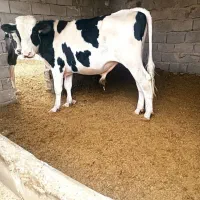 گوساله نر هلشتاین