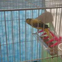 قناری|پرنده|چناران, |دیوار