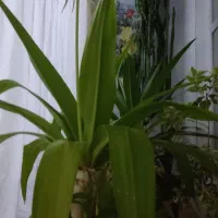 گل و گیاهان خانگی