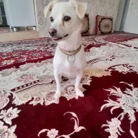 واگذاری سگ معاوضه با پرنده|سگ|کرمانشاه, |دیوار