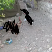 مرغ دورگه لاری