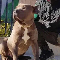 پیتبول و سگ کن کرسو و سگ نگهبان