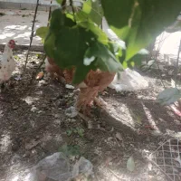 مرغ و خروس سلطان و برهما