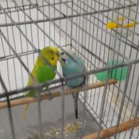 مرغ عشق دو جفت من شرایط نگهداریشو ندارم|پرنده|ملارد, |دیوار