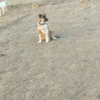 توله ماده|سگ|سبزوار, قصبه شرقی|دیوار