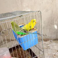 مرغ عشق|پرنده|تهران, هرندی|دیوار