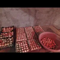 قفس مرغ تخم گذار|لوازم جانبی حیوانات|سیلاخور, |دیوار