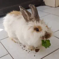 خرگوش
