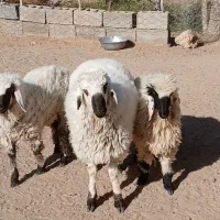 بره نر وماده