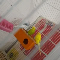 مرغ عشق|پرنده|میناب, |دیوار