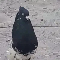 کفتر کله طوقی سوسنی