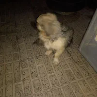 معاوضه سگ پا کوتاه ماده|سگ|کرمان, |دیوار