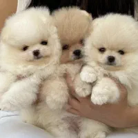 سگ توله پامر پامرانین خرسی عروسکی جیبی