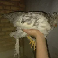 مرغ و خروس سلطان|حیوانات مزرعه|قم, بنیاد|دیوار