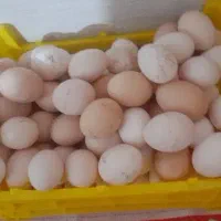 تخم مرغ محلی