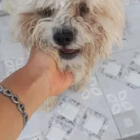 فروش سگ نژاد شیتزو