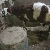 بره قوچ