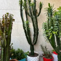 گل و گیاه|گل و گیاه طبیعی|ورامین, ورامین|دیوار