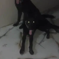 واگذاری توله ژرمن بلک ورک لاین و شولاین|سگ|کهنوج, |دیوار