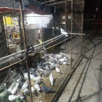 تعدادی کبوتر خوش خال و پرشی