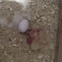 عروس هلندی جوجه