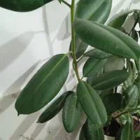 گل زیبا|گل و گیاه طبیعی|مشهد, کوی سیدی|دیوار