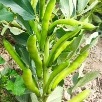 باقالا بومی 40