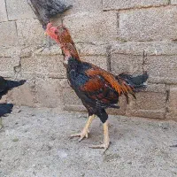 فروش مرغ و خروس لاری یا معاوضه با مرغ گلین|حیوانات مزرعه|سیمکان, |دیوار