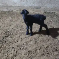 بره شیری بختیاری نر