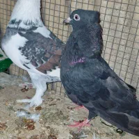 کبوتر خارجی بلندپروازوخوش نقش