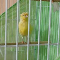 سه تا قناری ماده اماده اماده فروش فوری تا فردا|پرنده|سبزوار, توحیدشهر|دیوار