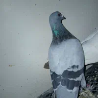 کفتر پلاکی|پرنده|گله دار, |دیوار