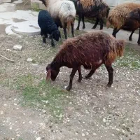 گوسفند بره دار یک جا جاروی|حیوانات مزرعه|گنبد کاووس, |دیوار