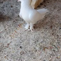 کبوتر سفید بوشهری