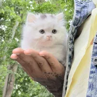 گربه بریتیش پرشین اسکاتیش نروماده دو ماهه